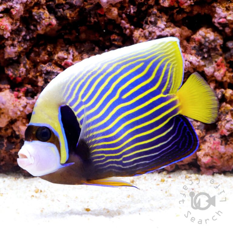 Emperor-Angelfish_ID_L