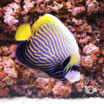 Emperor-Angelfish_ID_M