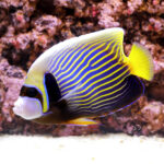 Emperor-Angelfish_ID_L