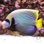 Emperor-Angelfish_ID_LL