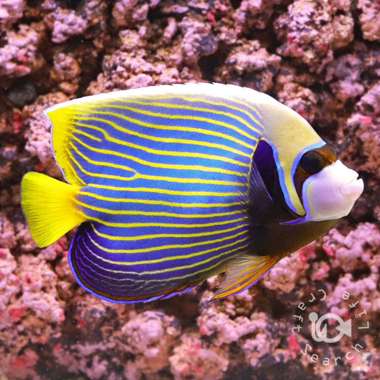 Emperor-Angelfish_ID_LL