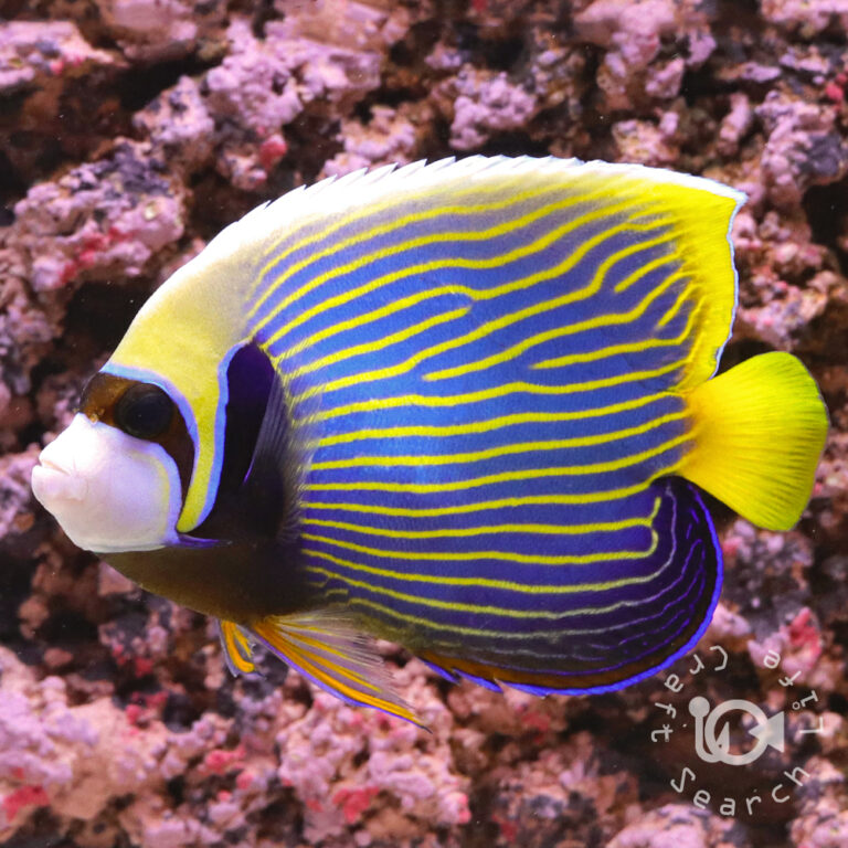 Emperor-Angelfish_ID_LL