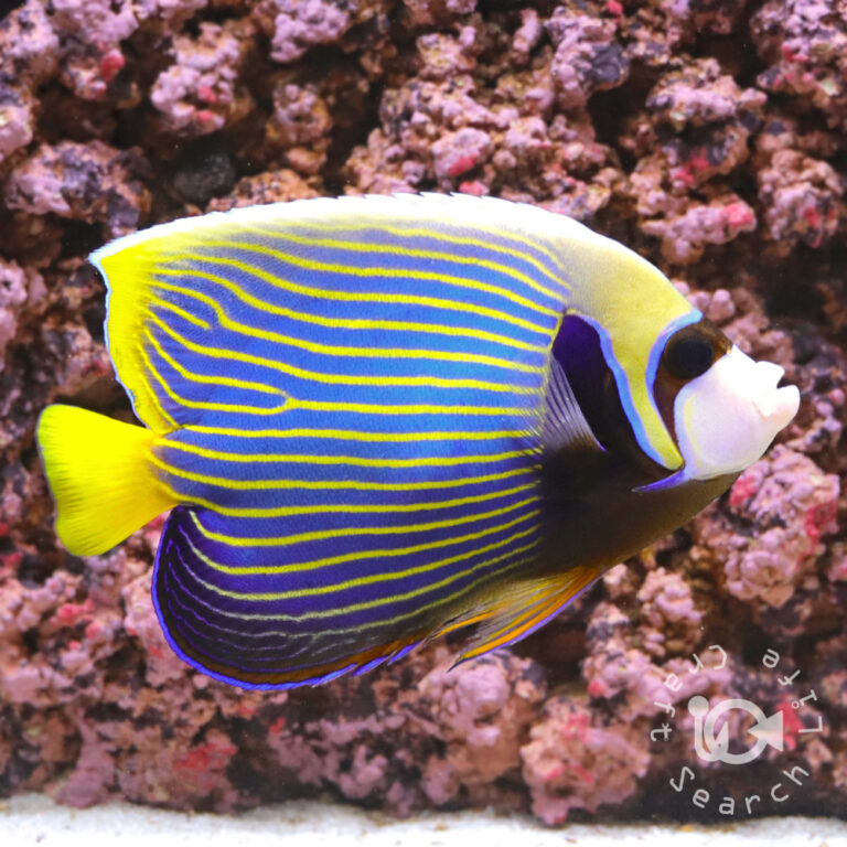 Emperor-Angelfish_ID_LL