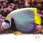 Emperor-Angelfish_ID_LL