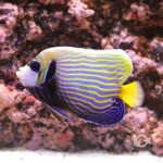 Emperor-Angelfish_LKA_M