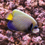 Emperor-Angelfish_LKA_M