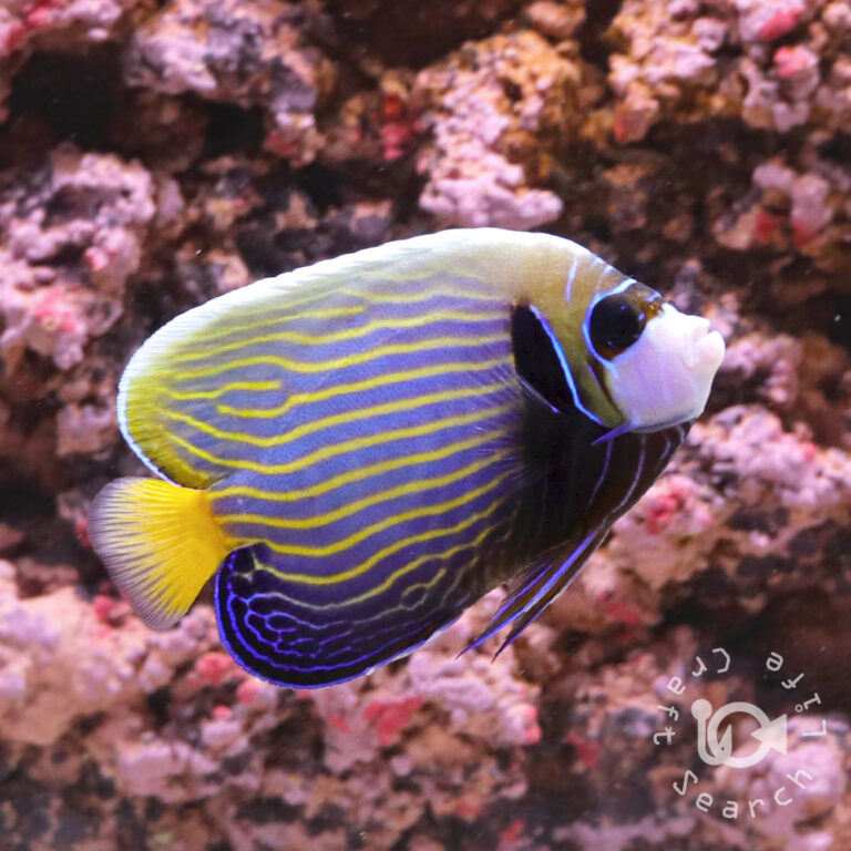 Emperor-Angelfish_LKA_M