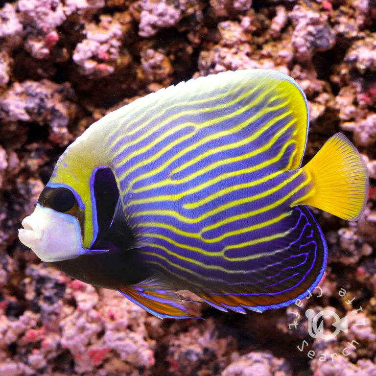 Emperor-Angelfish_LKA_L