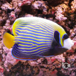 Emperor-Angelfish_LKA_L