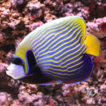 Emperor-Angelfish_LKA_L