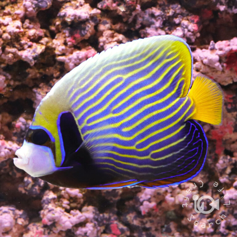 Emperor-Angelfish_LKA_L