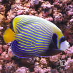 Emperor-Angelfish_LKA_L