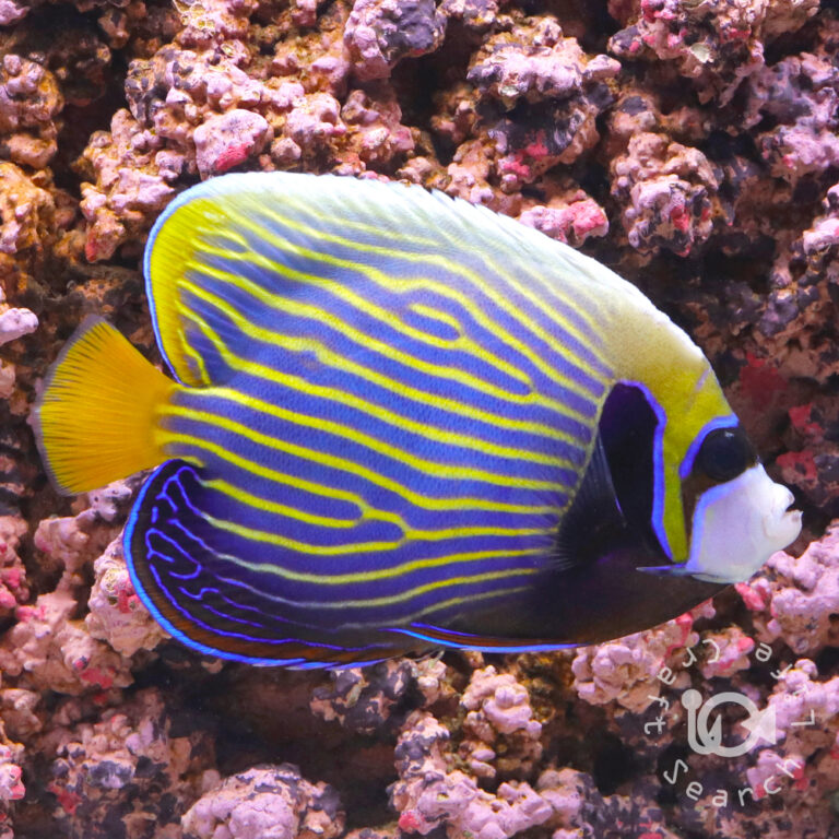 Emperor-Angelfish_LKA_L