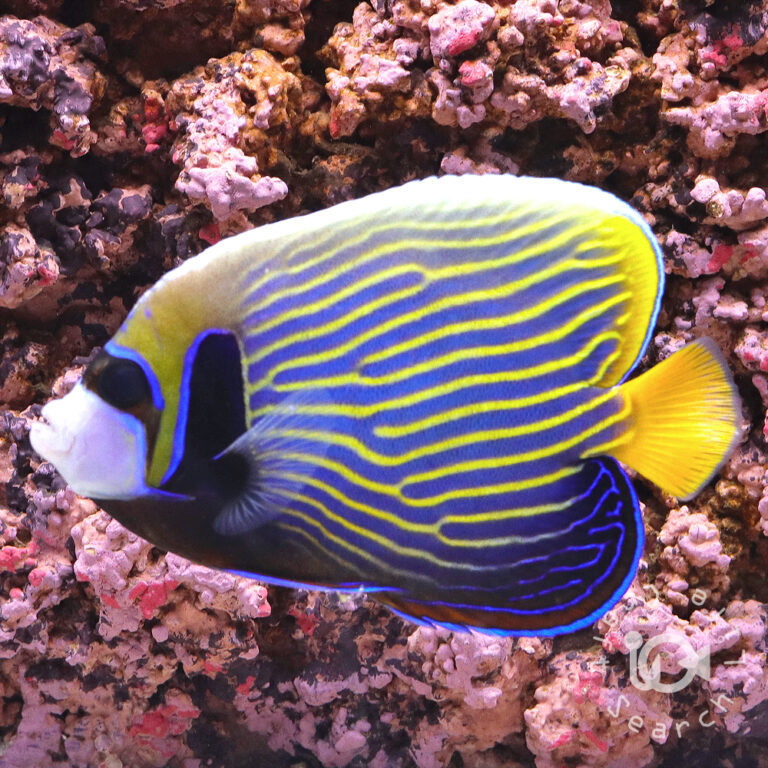 Emperor-Angelfish_LKA_L