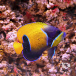 Majestic-Angelfish_S