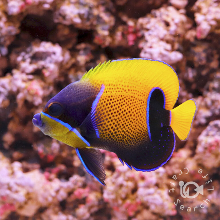 Majestic-Angelfish_S