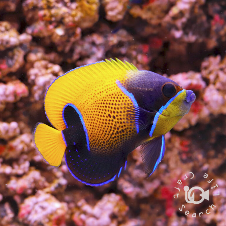 Majestic-Angelfish_S