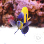 Majestic-Angelfish_S