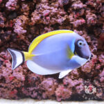 Powder-Blue-Tang_L