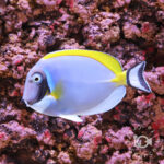 Powder-Blue-Tang_L