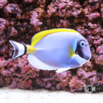 Powder-Blue-Tang_L