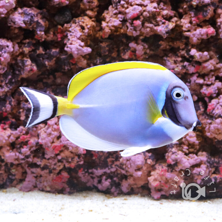 Powder-Blue-Tang_L