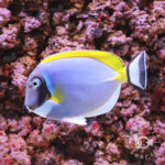 Powder-Blue-Tang_L
