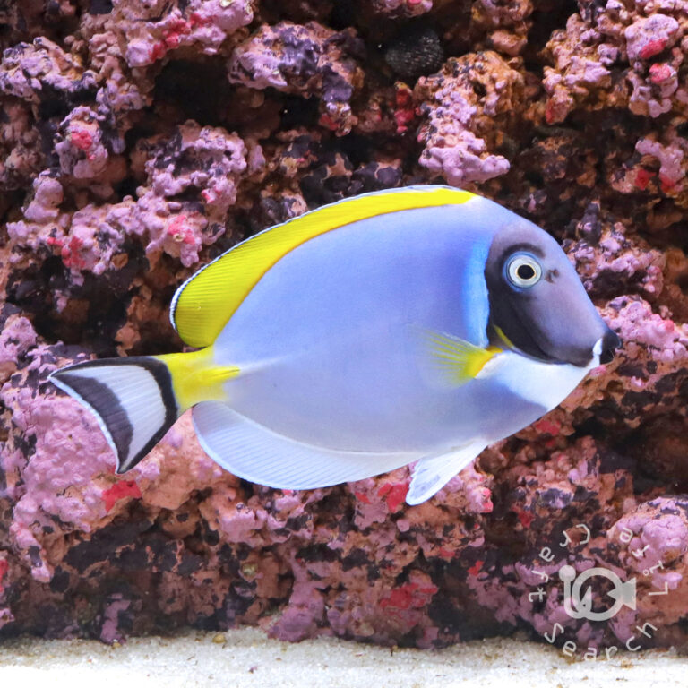Powder-Blue-Tang_L