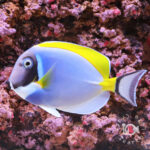 Powder-Blue-Tang_LL