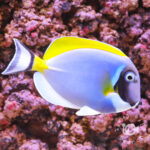 Powder-Blue-Tang_LL