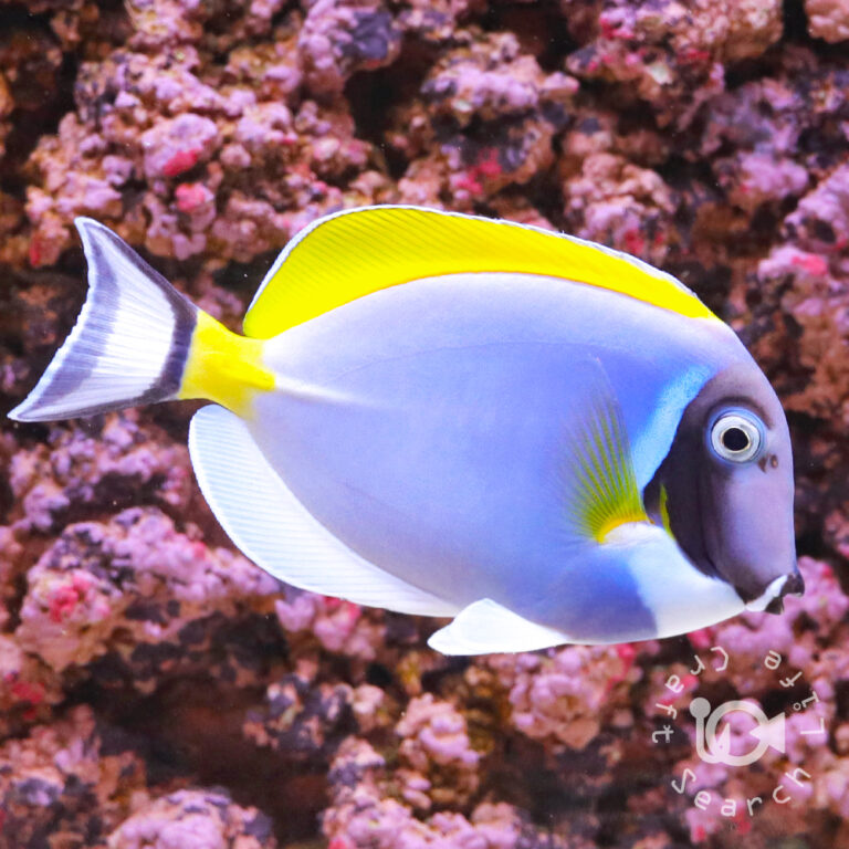 Powder-Blue-Tang_LL