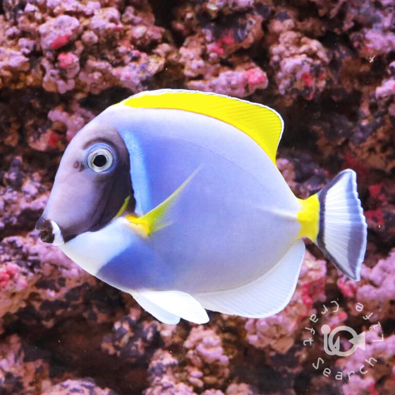 Powder-Blue-Tang_LL