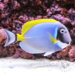 Powder-Blue-Tang_LL