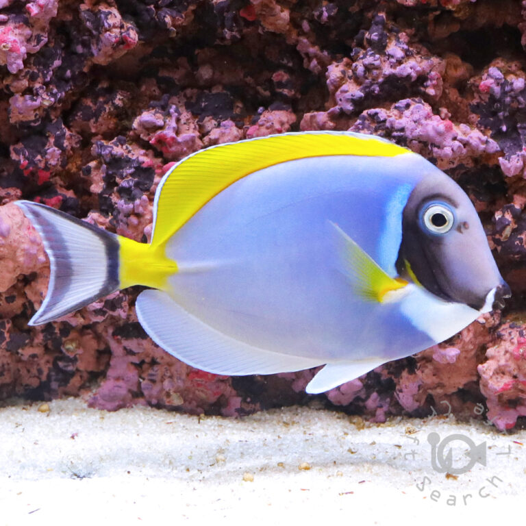 Powder-Blue-Tang_LL