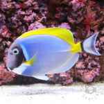 Powder-Blue-Tang_LL