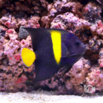 Arabian-Angelfish_M