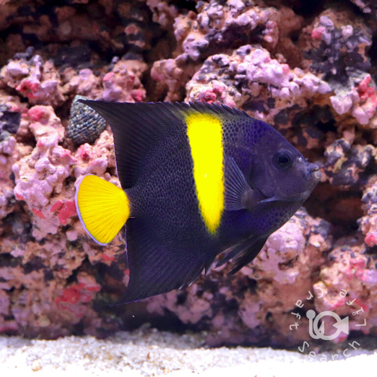 Arabian-Angelfish_M