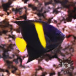 Arabian-Angelfish_M