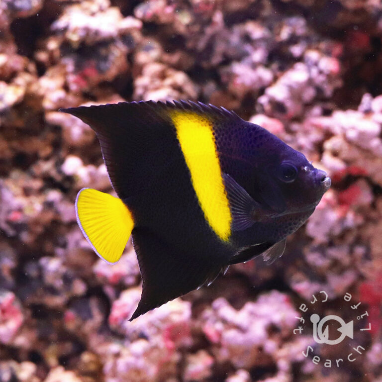Arabian-Angelfish_M