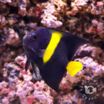 Arabian-Angelfish_M