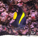 Arabian-Angelfish_M