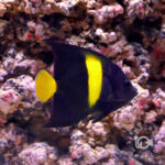 Arabian-Angelfish_M