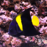Arabian-Angelfish_251110