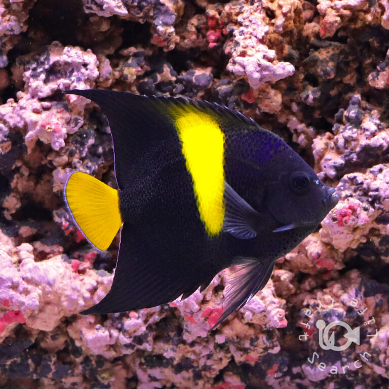 Arabian-Angelfish_251110