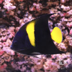 Arabian-Angelfish_251110