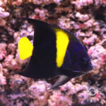 Arabian-Angelfish_251110