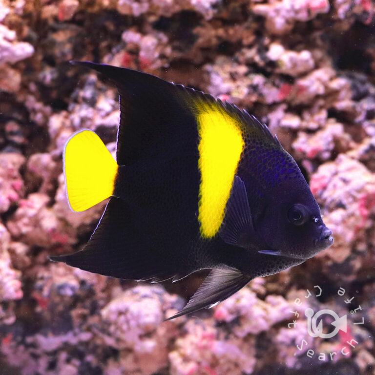 Arabian-Angelfish_251110