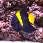 Arabian-Angelfish_251110