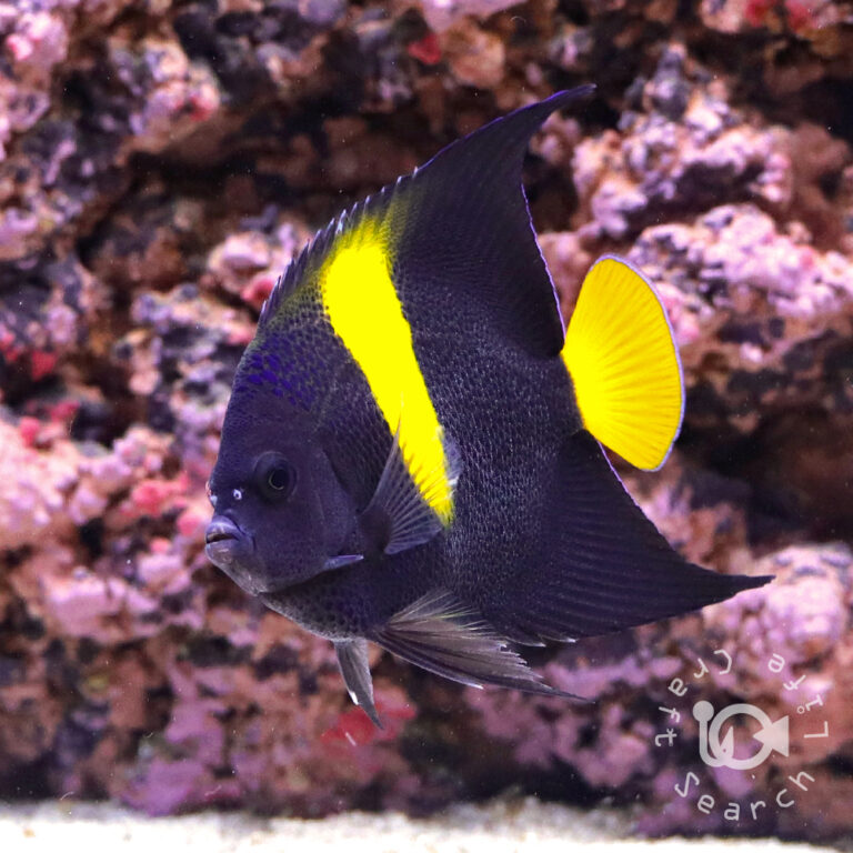 Arabian-Angelfish_251110