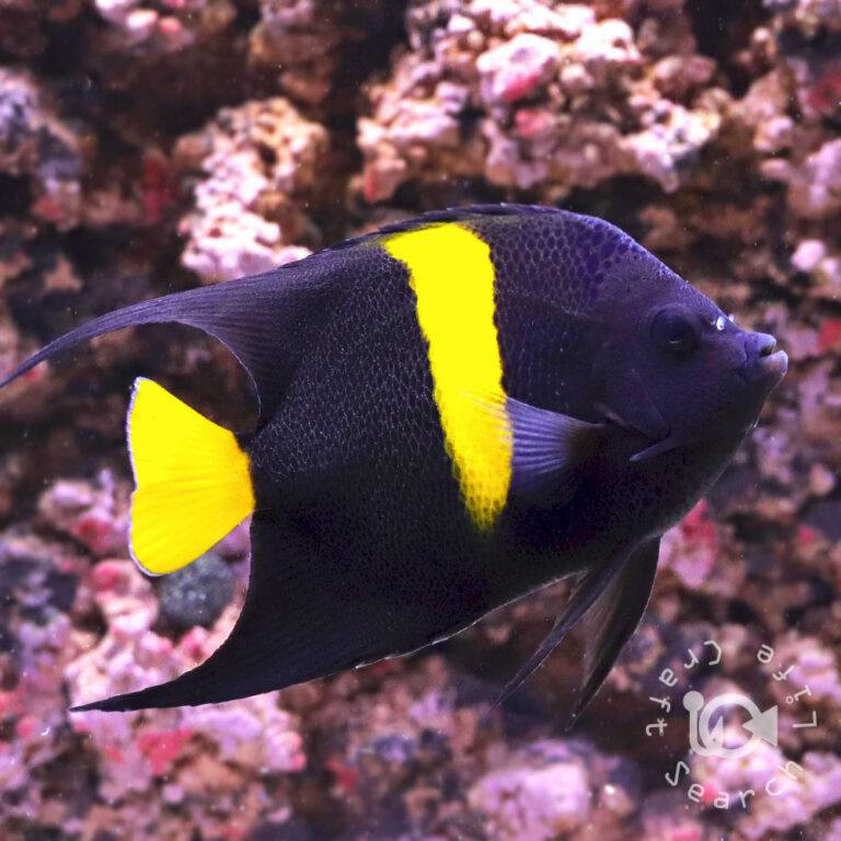 Arabian-Angelfish_251113